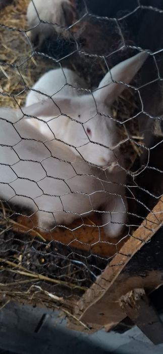 Vând iepurași hycole