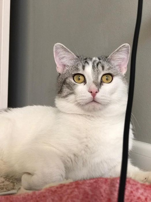 Милый котик в добрые руки