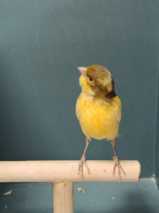 Канарейка (кенор) поющий