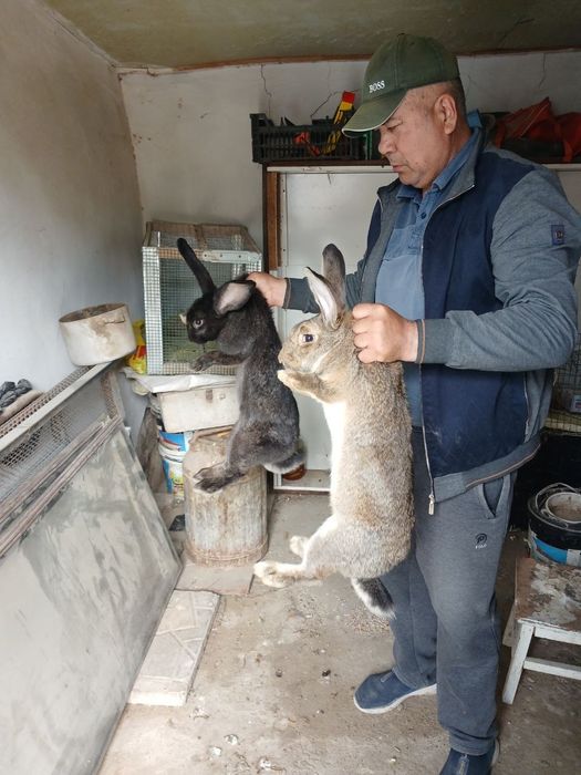 Кора товуклар сотилади