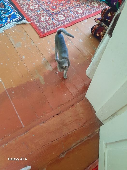 Rodilina Sambrish porno video