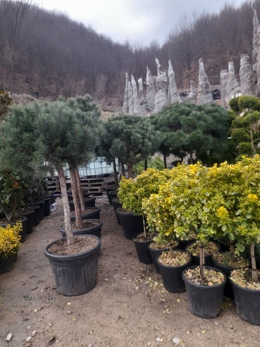 Amenajări grădini Leylandii photinia  Evudimus  Prunus