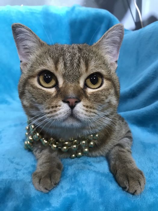 Котик ищет семью