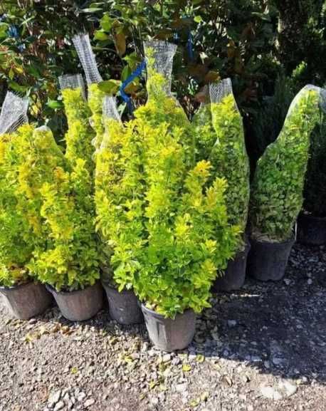 Plante Decorative Sănătoase – Verificare Video înainte de Plecare