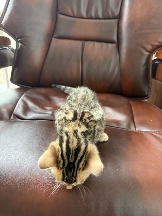 Продам котенка бенгал