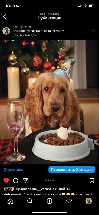 Английский кокер спаниель  мальчик ищет себе невесту