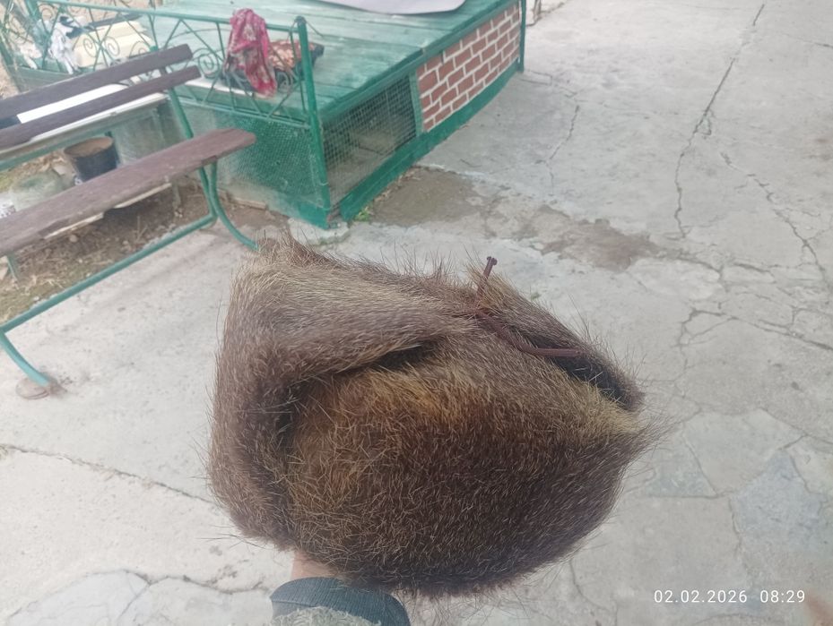 Нутривая Шапка Ушанка за 50000 сумов