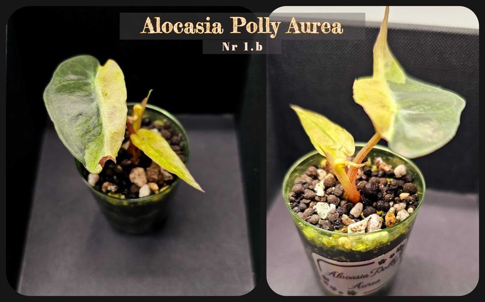 Plante, Alocasia Variegata , Monstera Albo