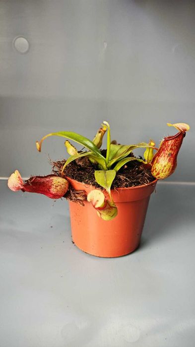 Мухоловка - Хищни - Насекомоядни растения