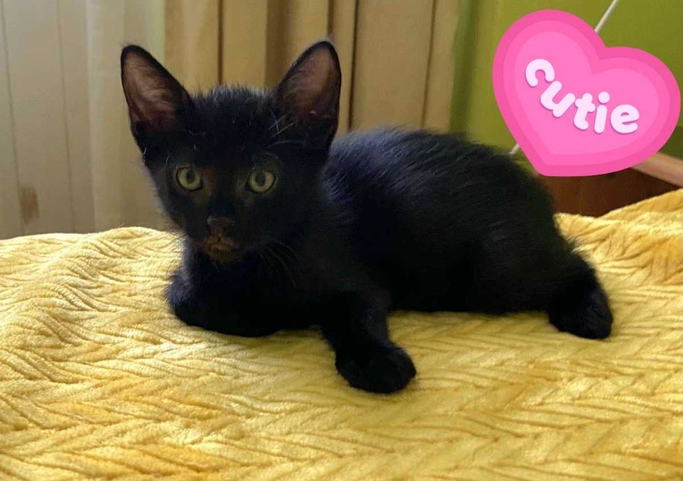 Adoptie pisicut negru Martinel