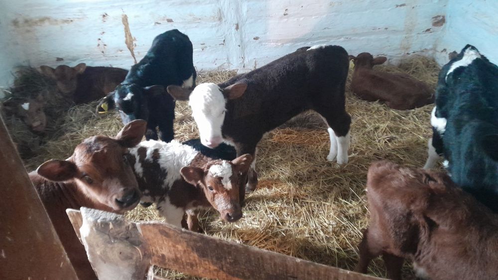 Продам телята разные