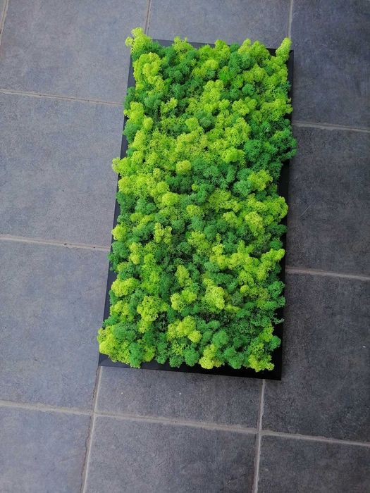 Пана и картини от скандинавски мъх , декорация от мъх , пано зелен мъх , пано с рамки или без рамка по поръчка
