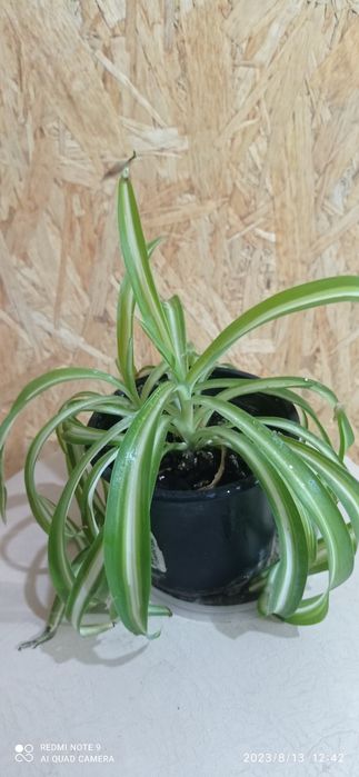 Хлорофитум семейство травяных