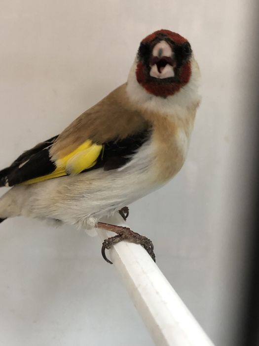 Щегол зимник черноголовый самец