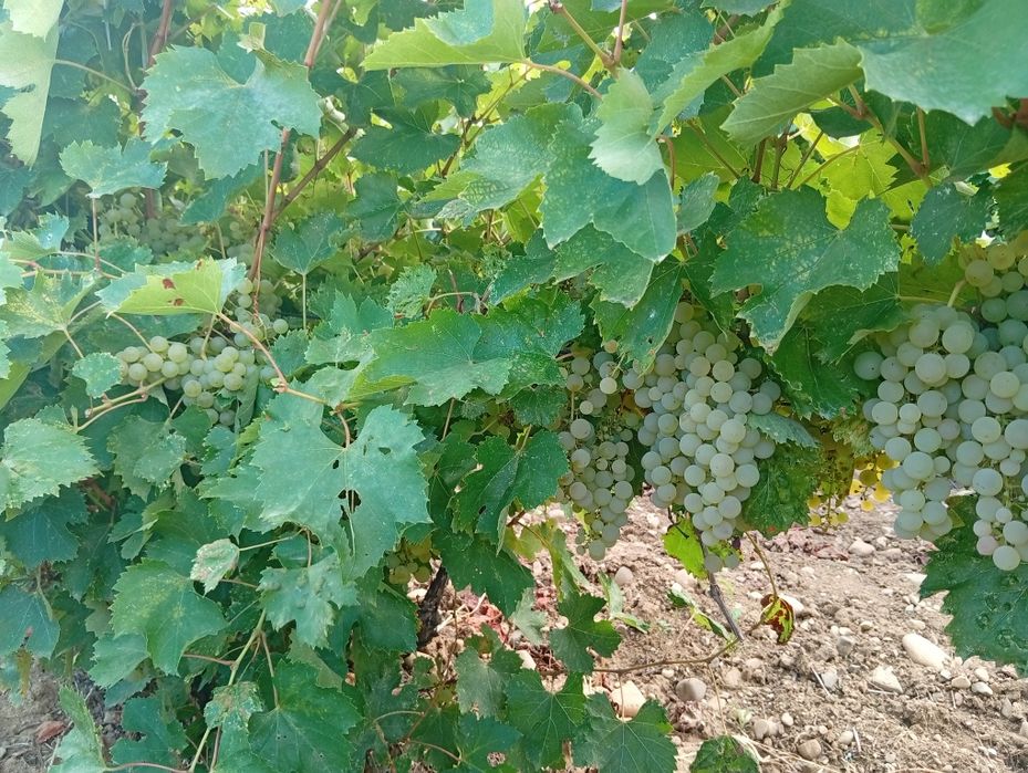 Struguri pentru vin Otonel