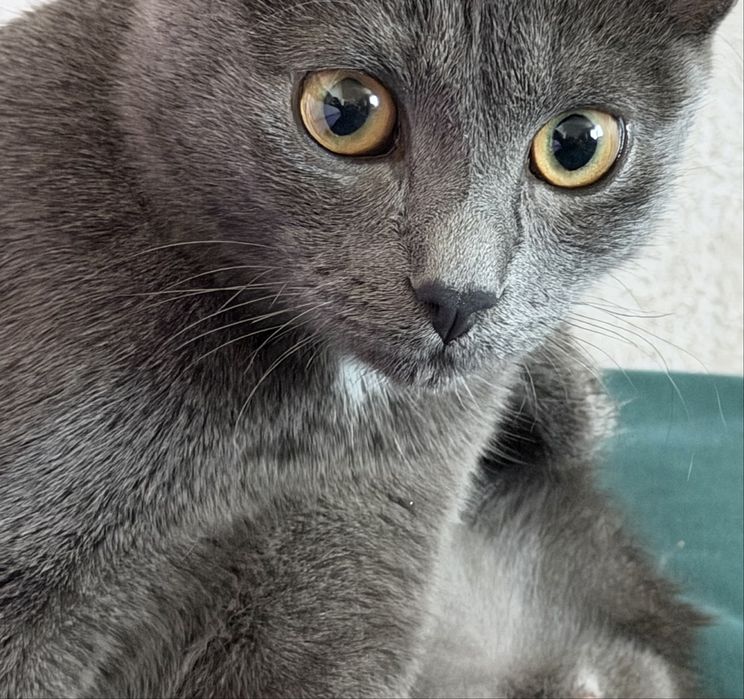 Отдам кота в хорошие руки