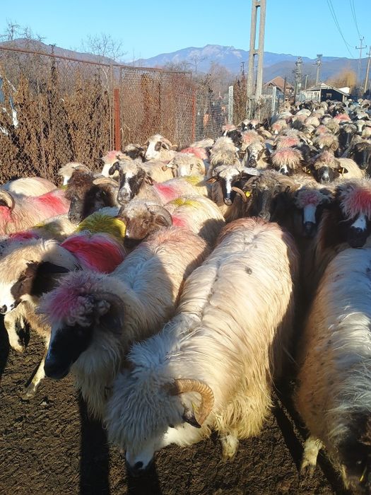 Oi de vânzare la Nr de telefon