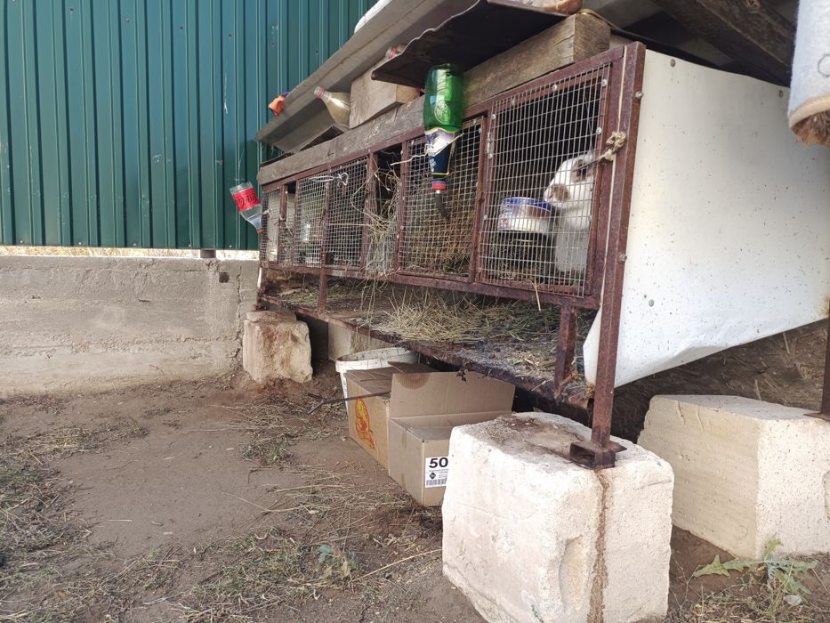 Крольчатник - клетка