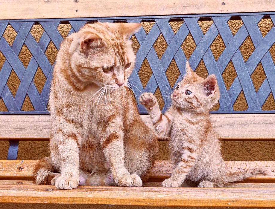 Подарявам котенца на 2 месеца + Пакет храна за 1 месец