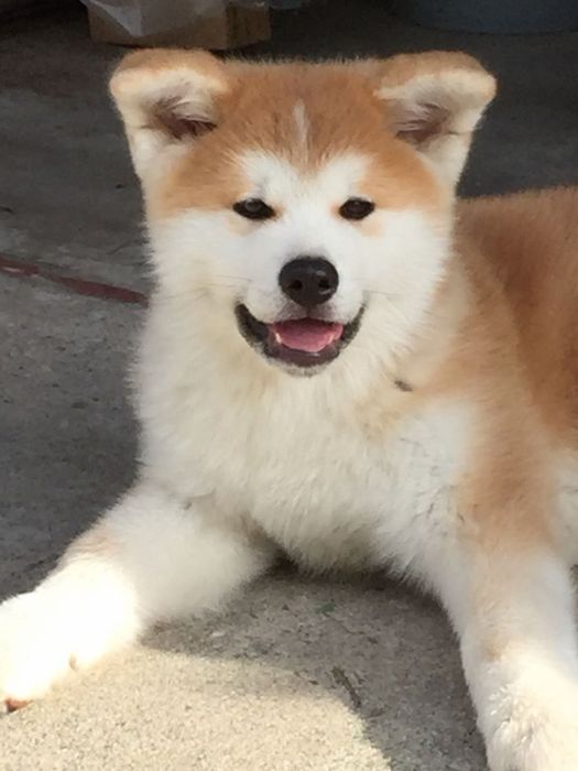 Akita Inu femelă - Linii Top, 8 săptămâni, carnet de sanatate