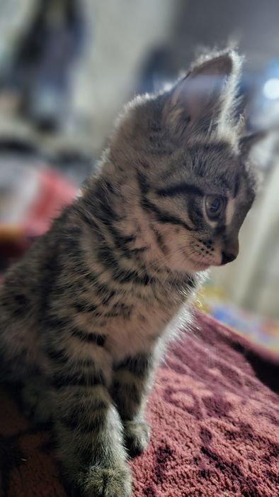 Mushuk kulrang chiroyli