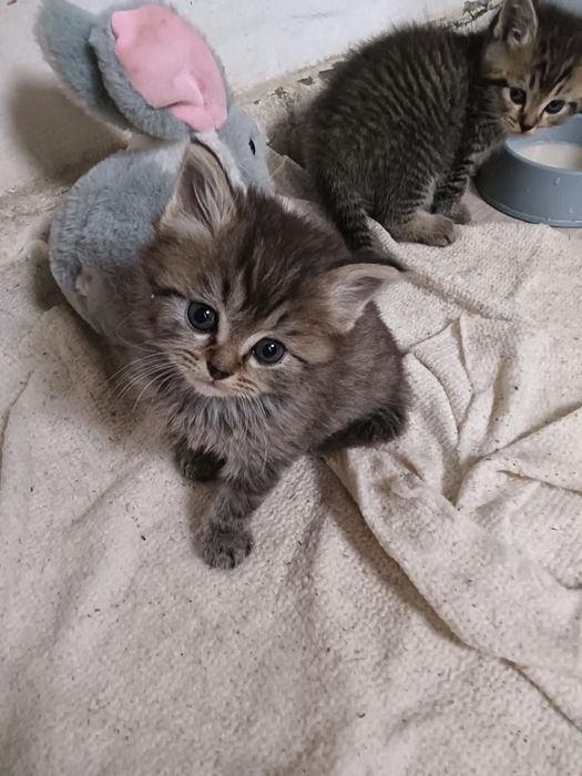 Отдам замечательных котят