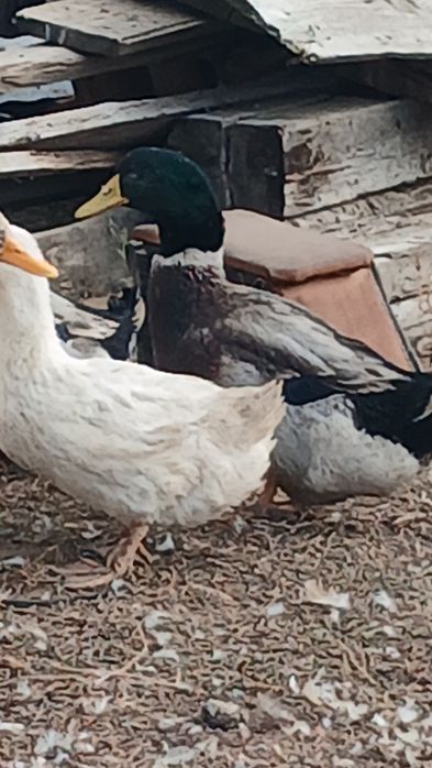 Аталык уйрек сатылады.Продам утака