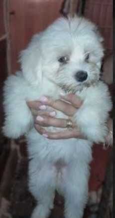 Dau catelusa de rasa