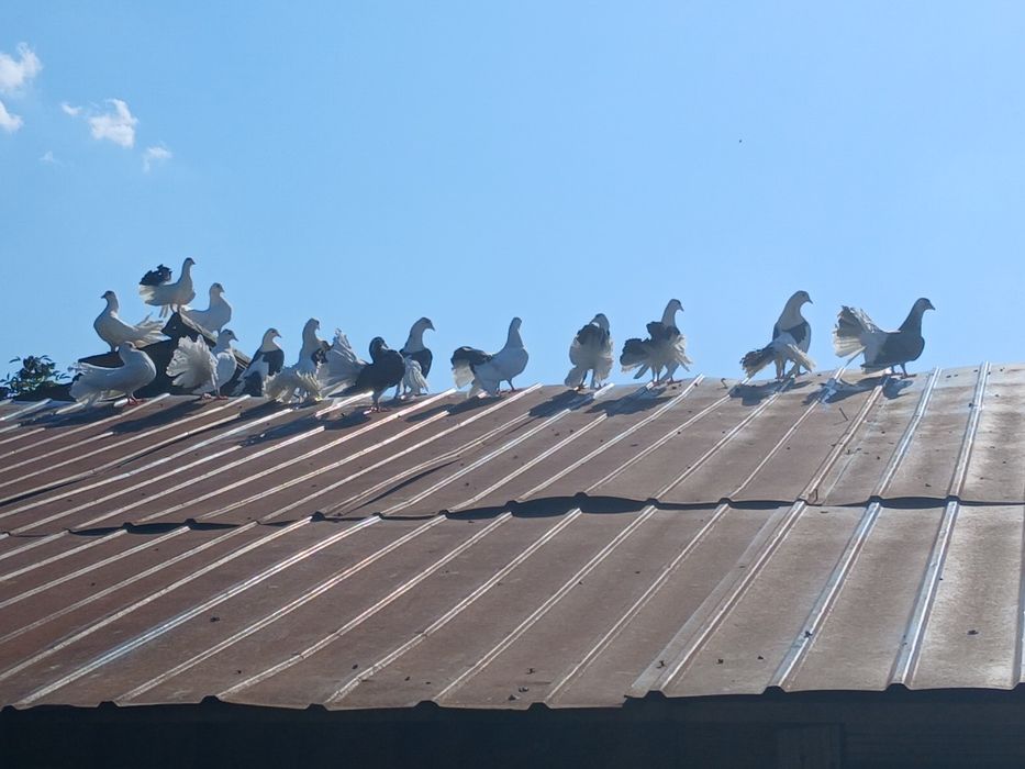 Vand porumbei Curcani diferite culori