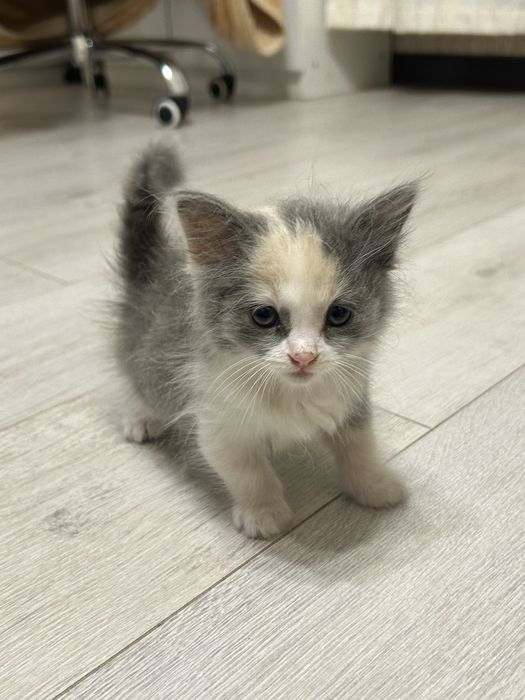 Котенок девочка