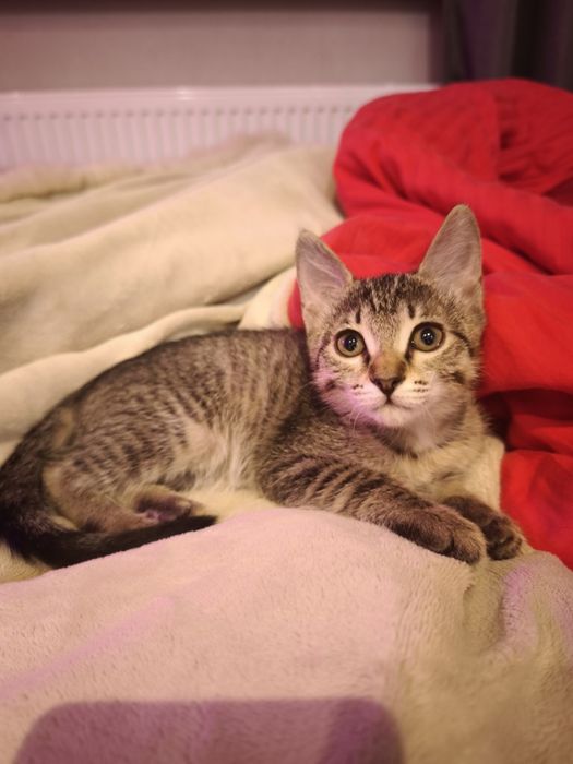 Котята бесплатно!