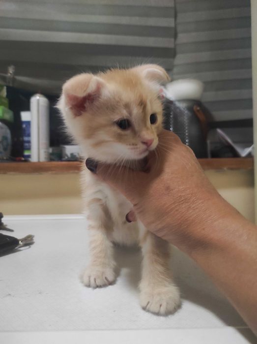 Продам маленьких котят