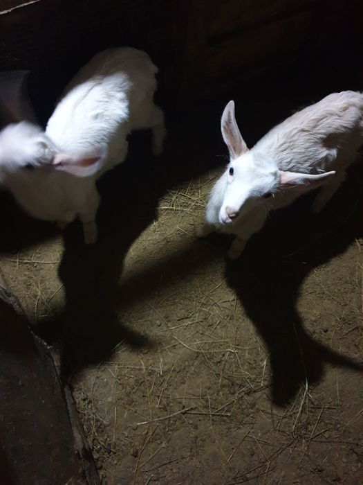 Продам козлят 2мес.