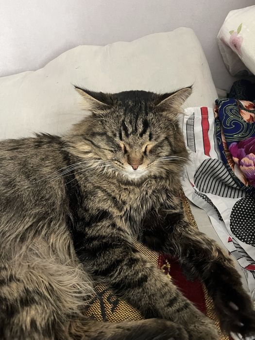 Потерялся кот,Алматы!