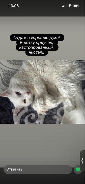Отдам даром кота