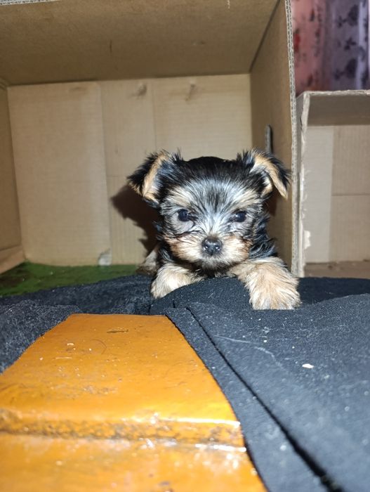 Девочка йоркширский терьер