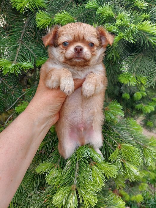 Продаю щенка чихуахуа