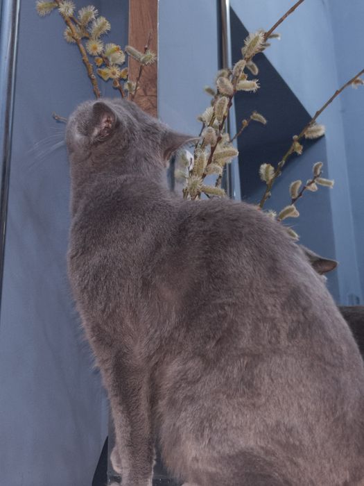 Взрослая кошечка,скотти страйт