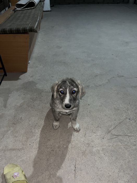 Щенок бесплатно отдам