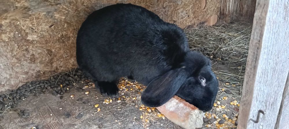 Vând iepuroaica 3 ani