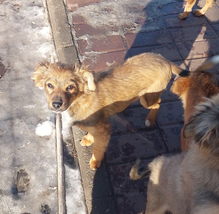 Шейки. 4 месяца.