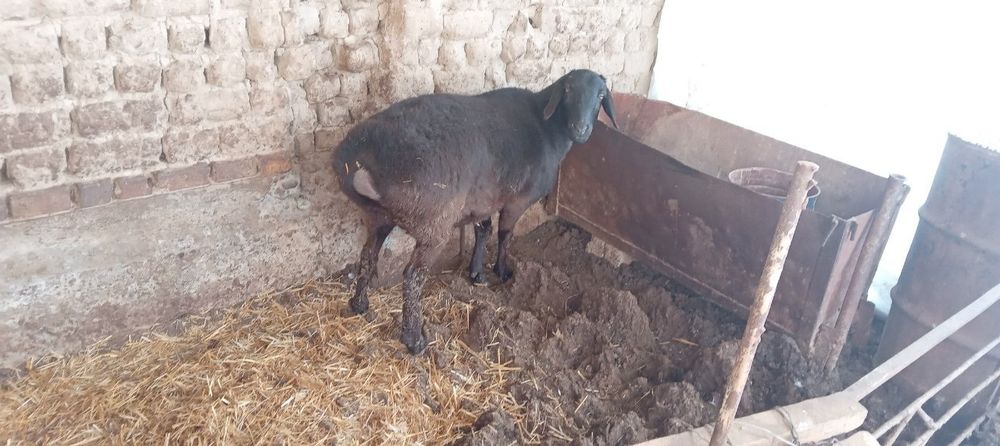 Semiz urg'ochi qochmagan so'yishga va boqishga bo'ladi.