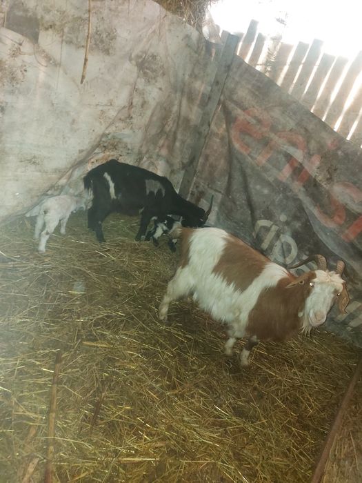 Vând capre tinere  sau schimb cu vaca