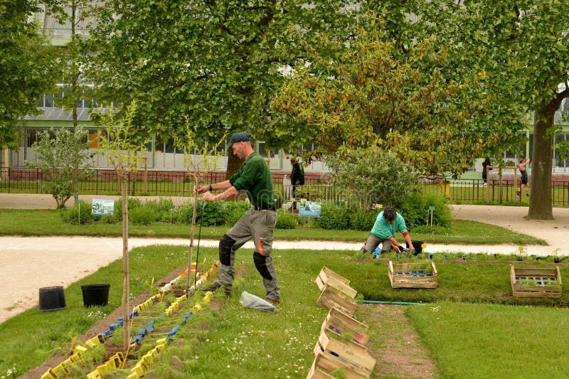 Дезенфекция обработка борьба с тлей Дори сепиш Богбон Садовник.