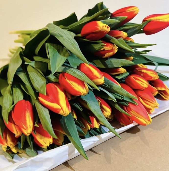 Принмаю пред заказы на тюльпаны