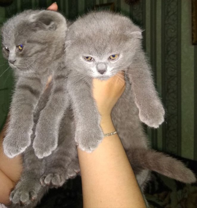 Срочно продаются Фолд и Страйт котята