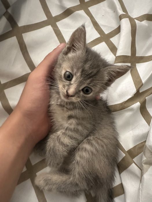котенок 1.5 месяца