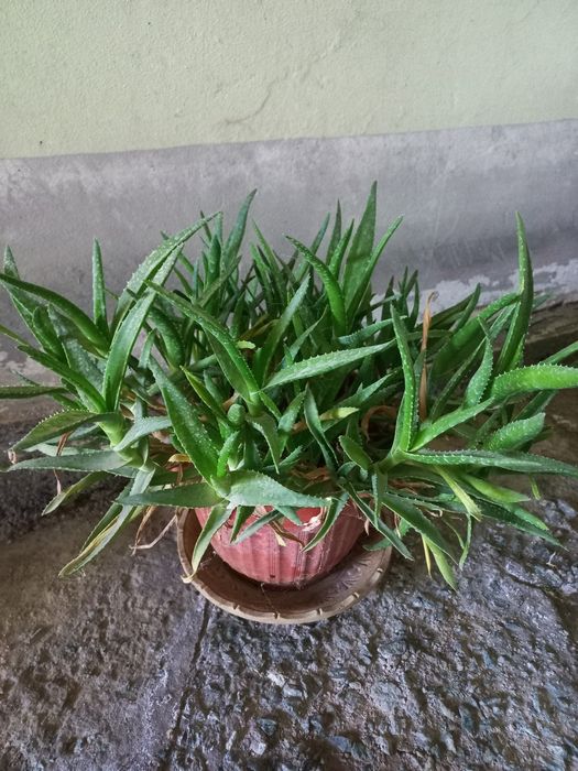 Домашние лечебные цветы