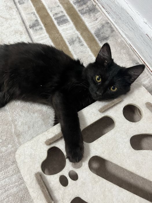 Котенок девочка