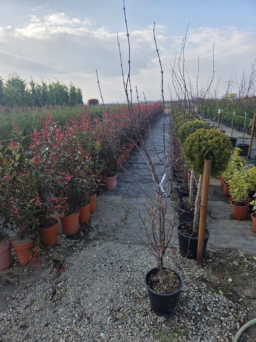 Magnolie ,palmieri, măslin, tuia